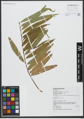 Foto von Salix viminalis L.
